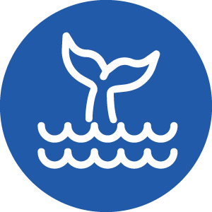 Whale watching Icon