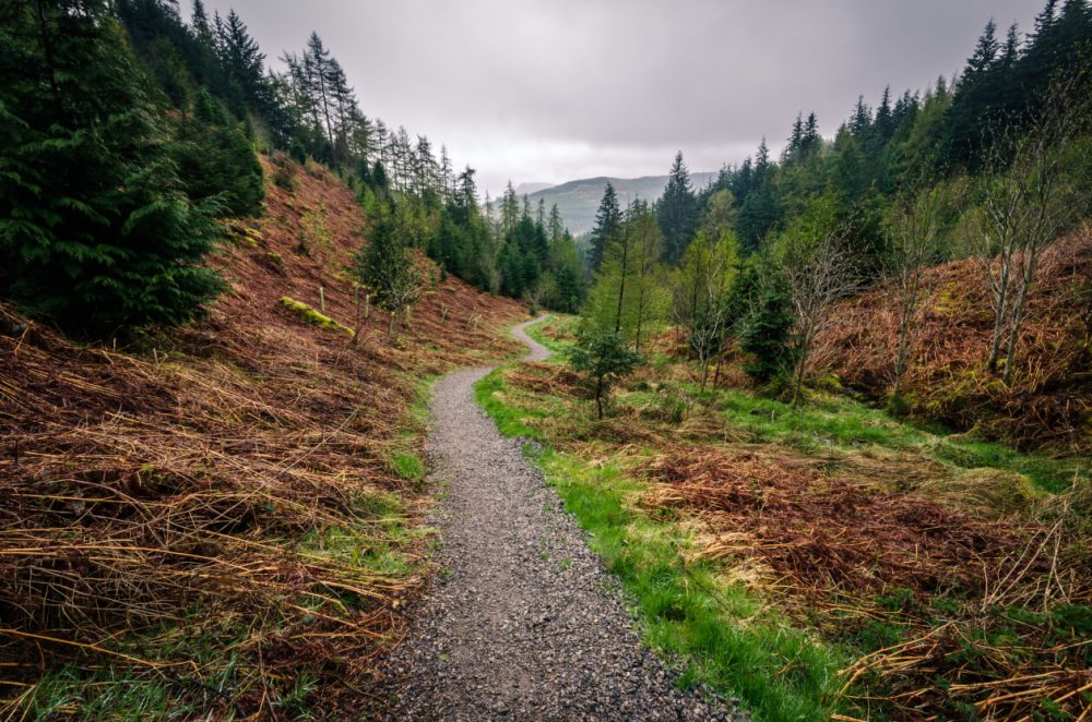 Whinlatter Forest