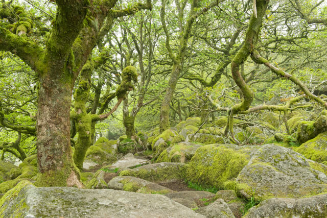 Wistman's Wood, Dartmoor