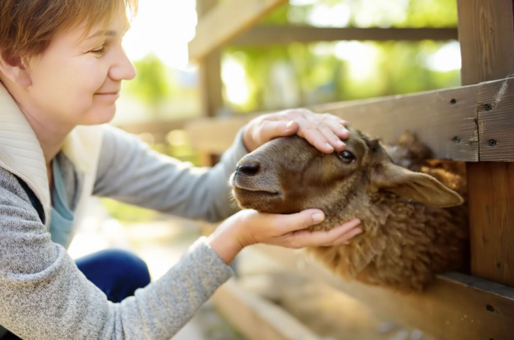 Woman petting sheep