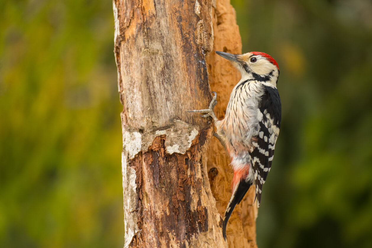 Woodpecker