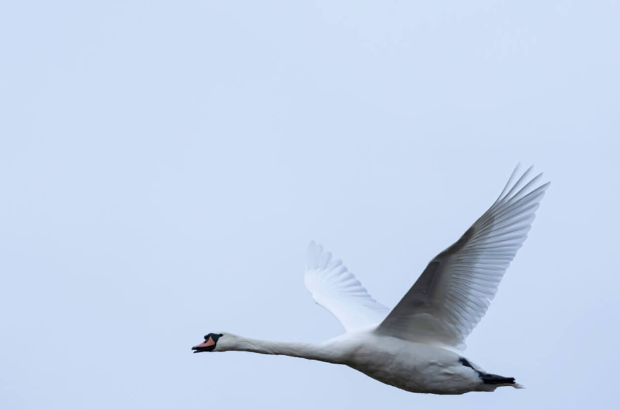 Bird in sky