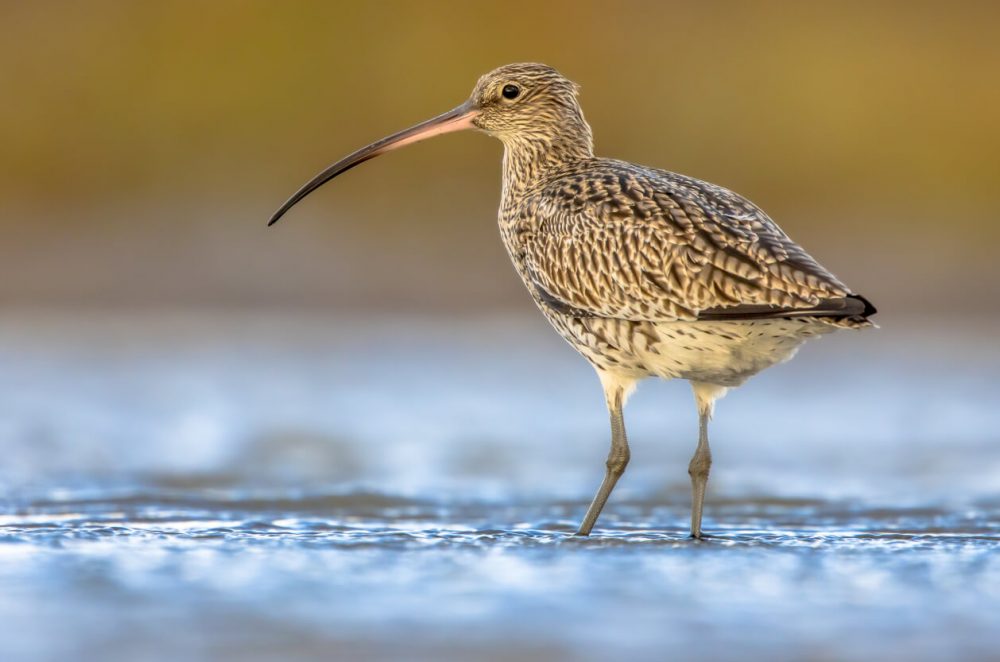 a curlew stood in water
