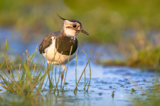 a lapwing standing in grass