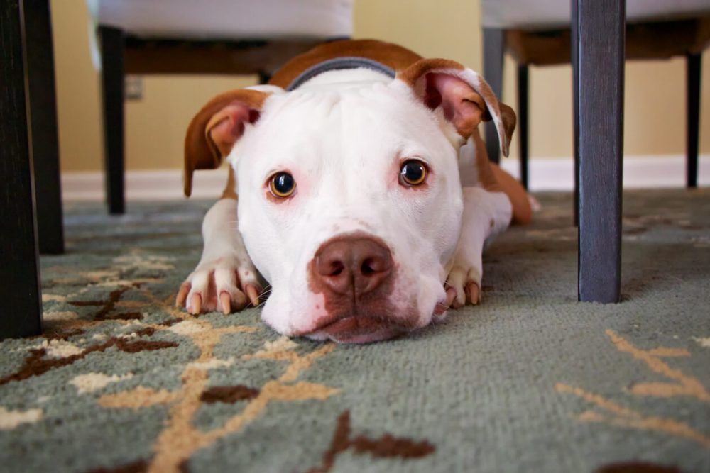 an adorable staffie dog