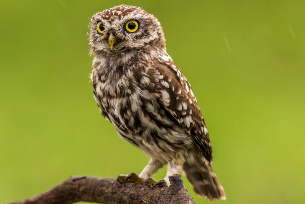 an owl resting on a perch