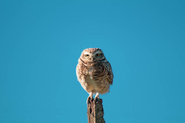 an owl sitting on a perch amidst blue sky