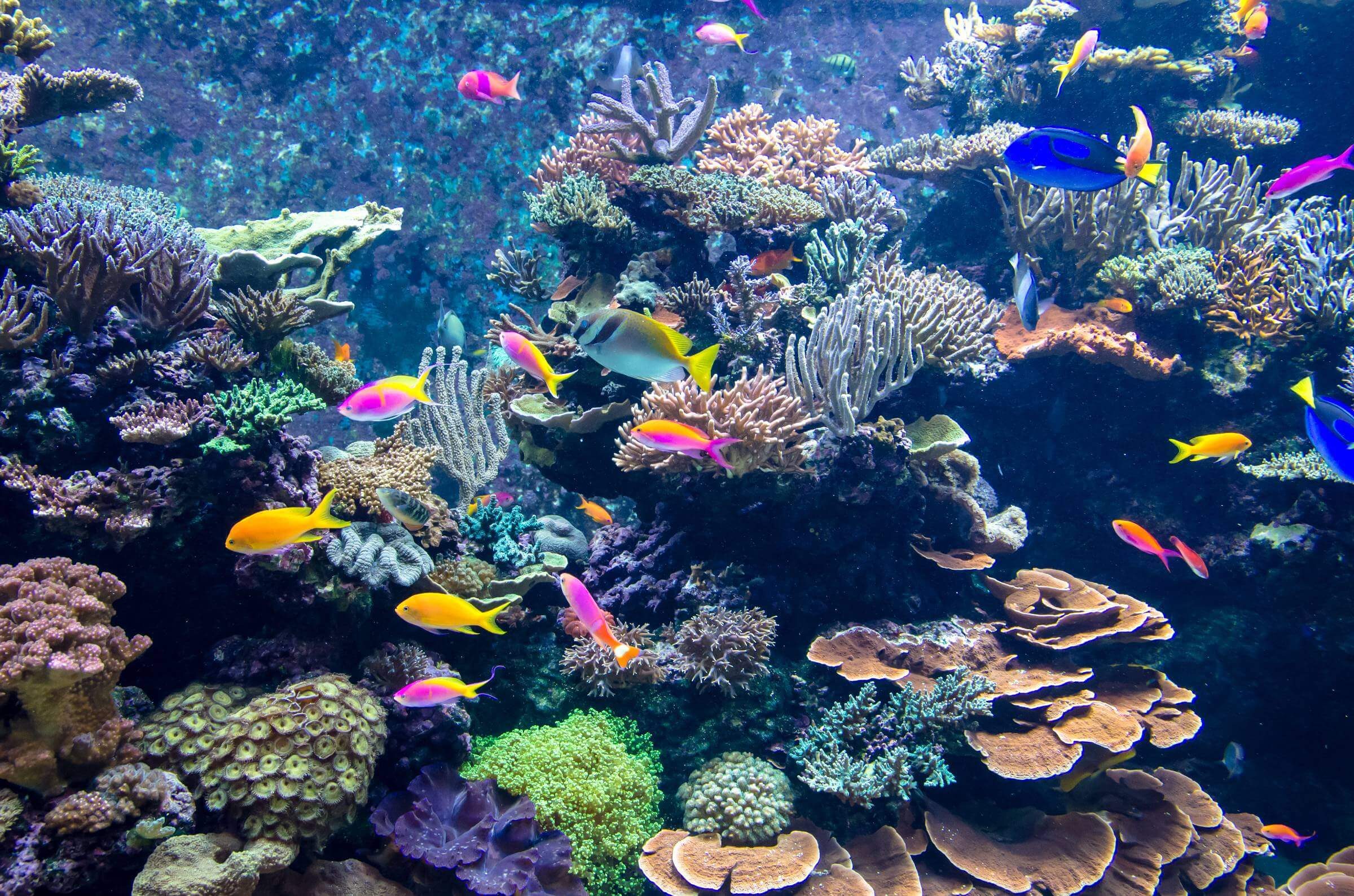 Heures d'ouverture de l'aquarium de mer