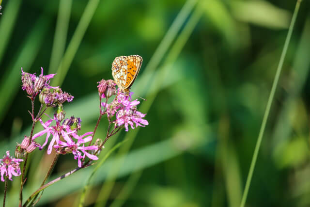 butterfly