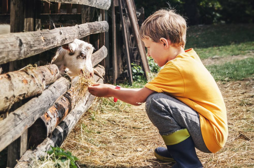 child feeding goat
