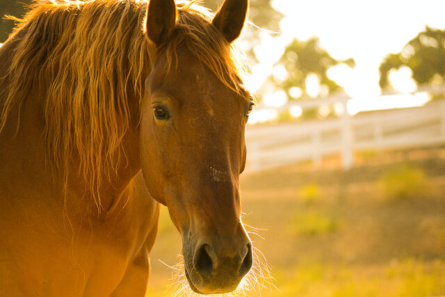 close up of a horse during golden hour