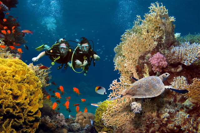 dives among corals and fishes