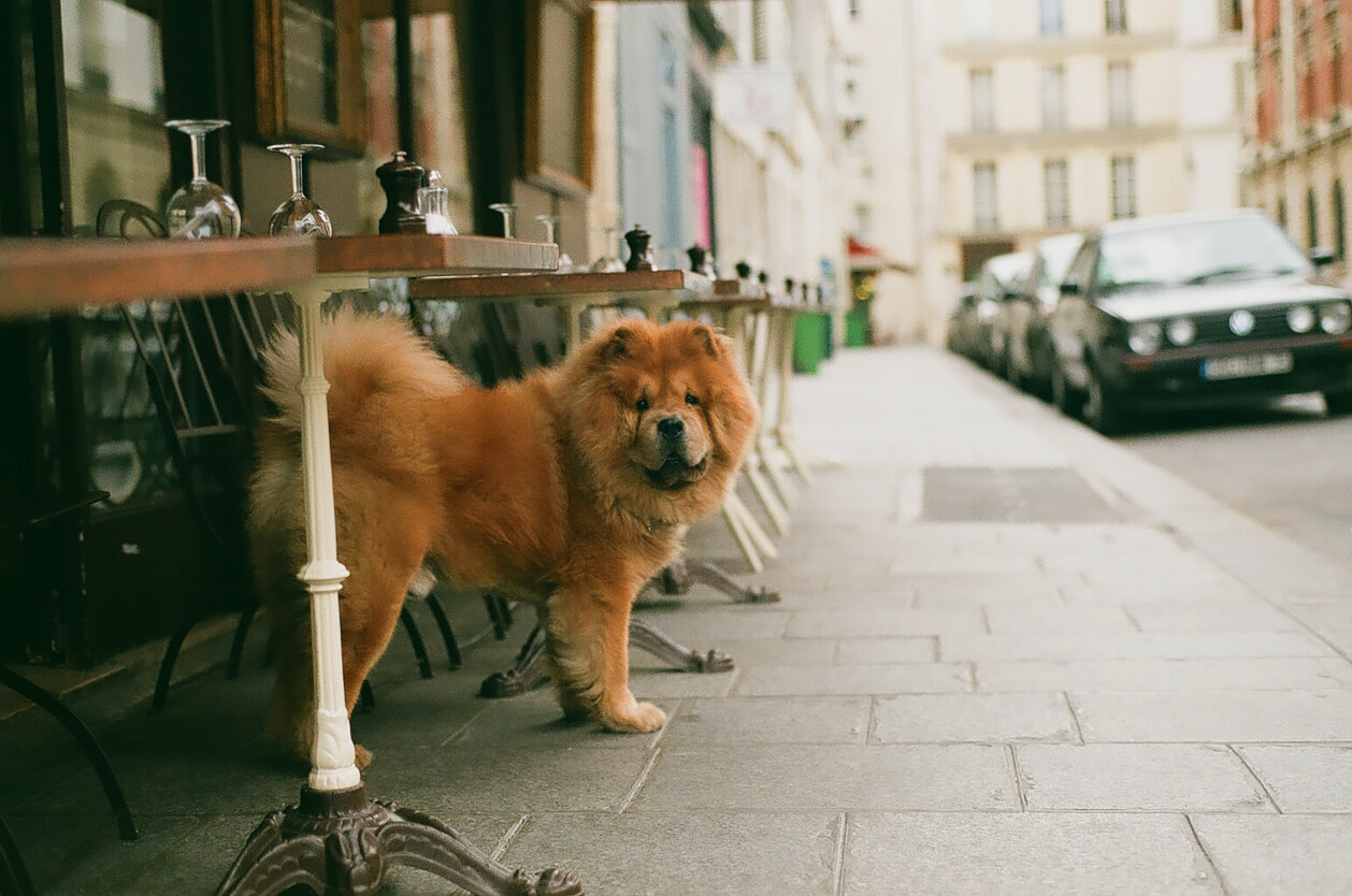 dog at a restaurant