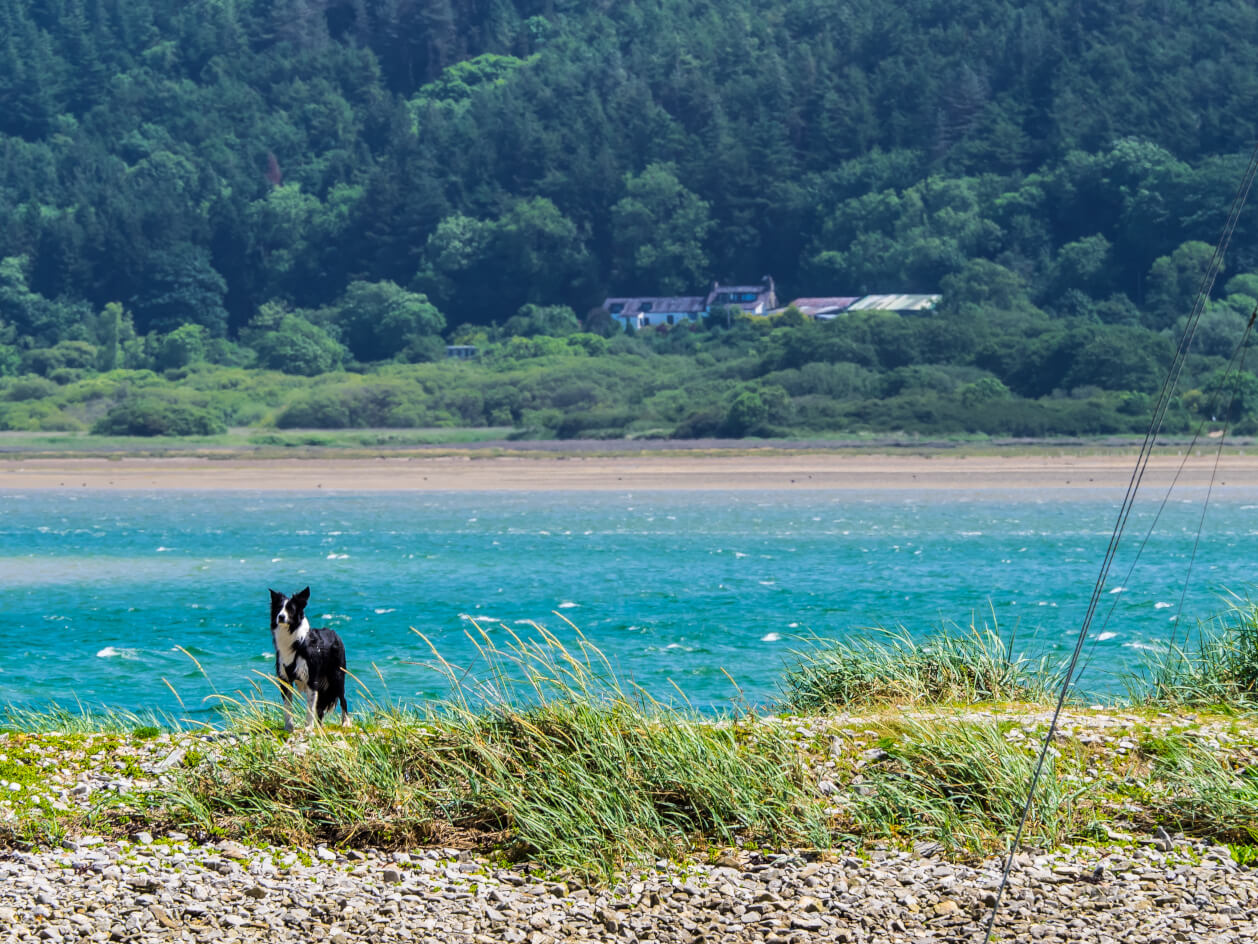 dog at beach