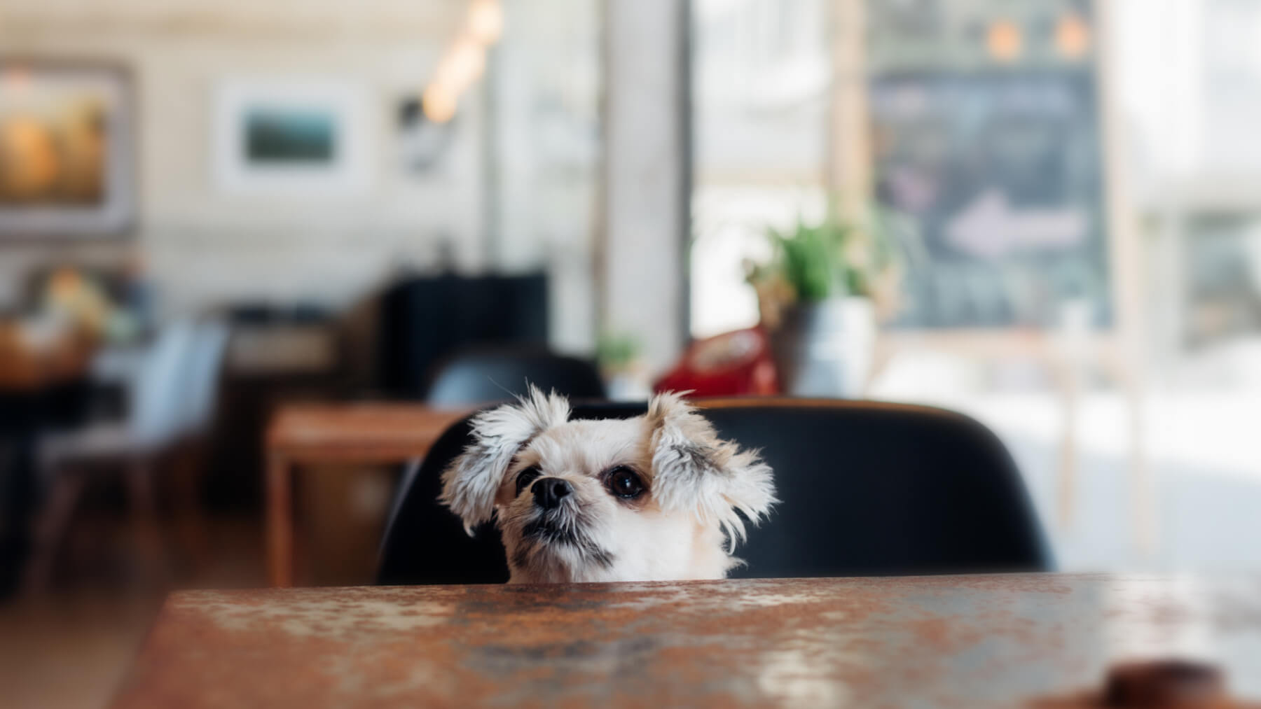 These are the top ten dog-friendly places to eat across Lancashire