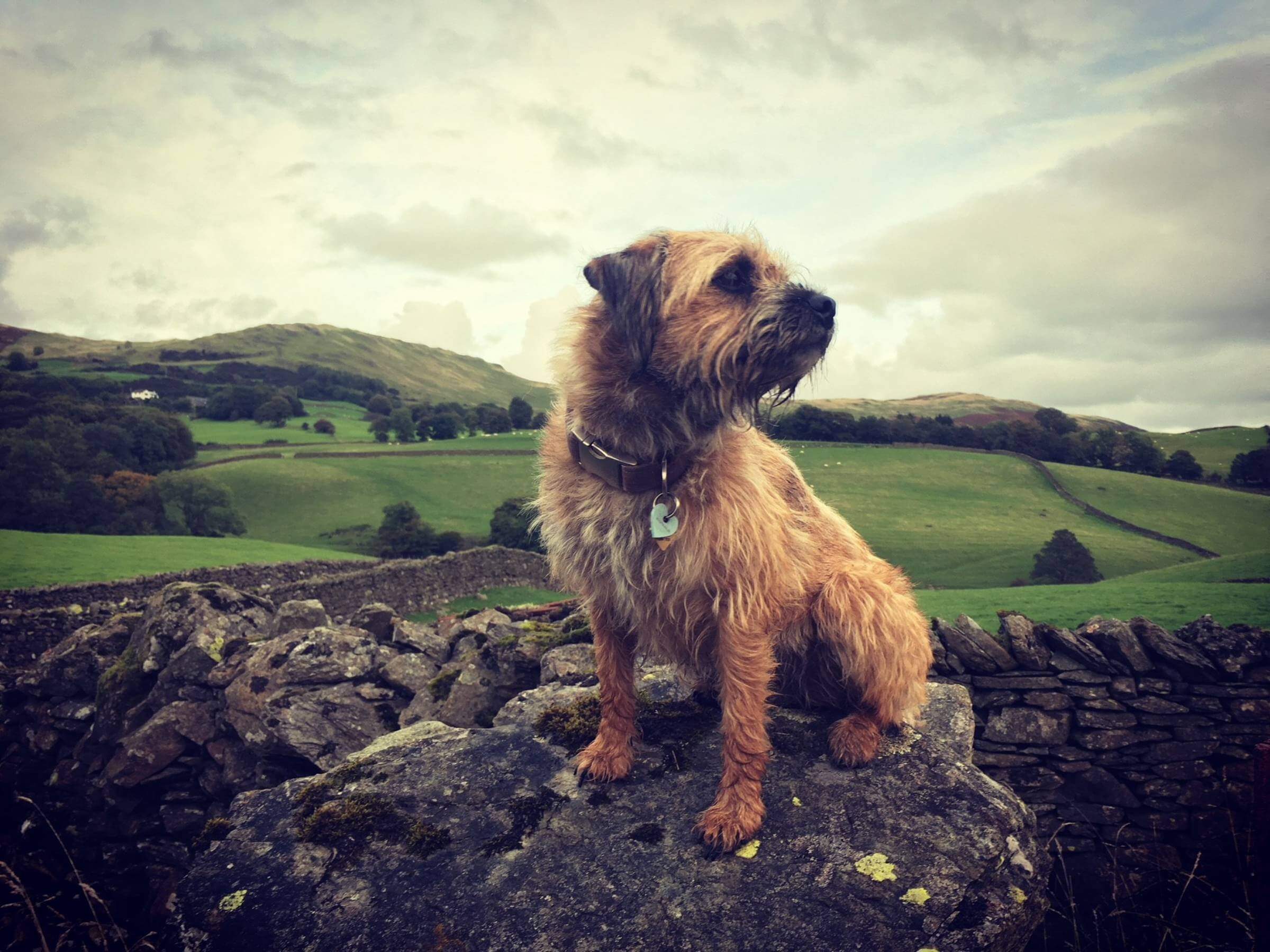 Guide To Pet Friendly Holidays Uk Sykes Cottages