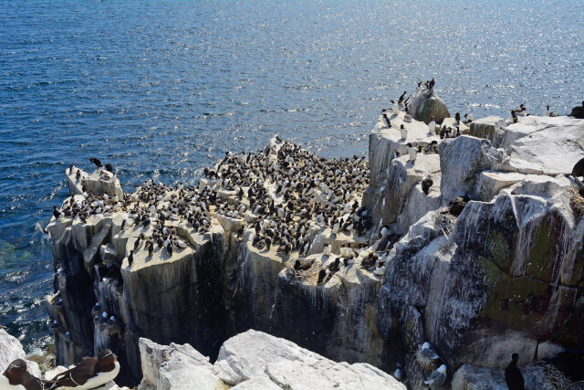 penguins at farne islands national trust
