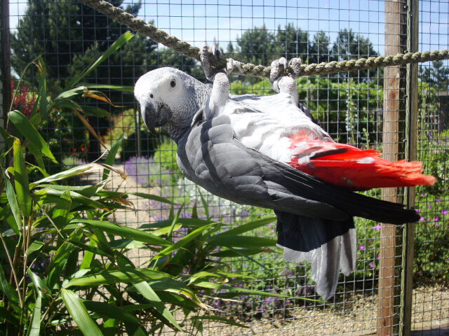 filey bird garden