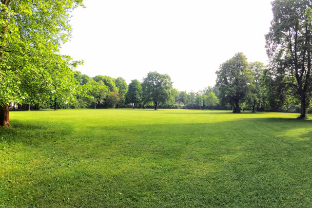 flat park with trees