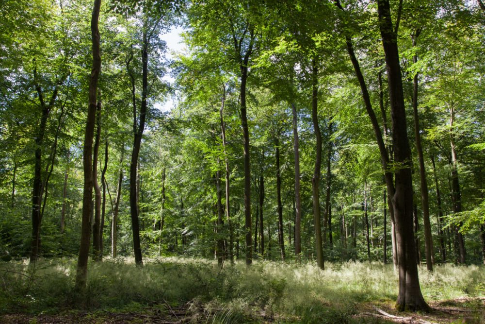 forest sunlight uk