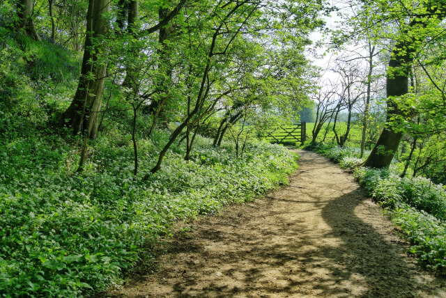 gate in rural woodland