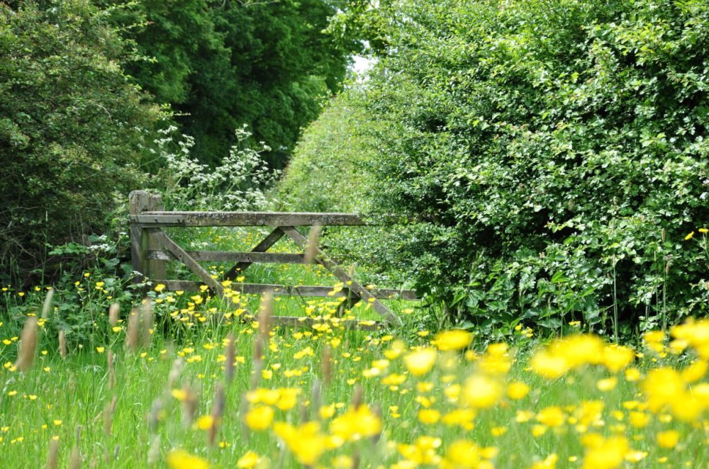 gate in woodland, countryside