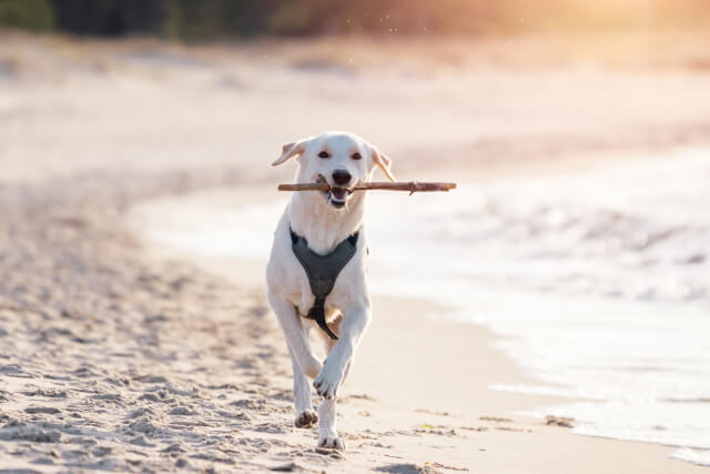 golden retriever running along beach