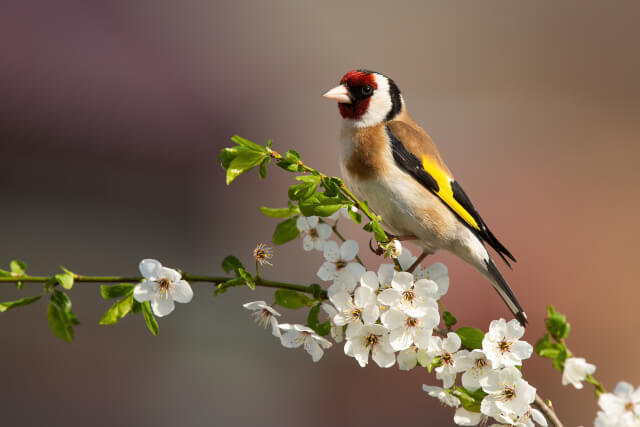 goldfinch