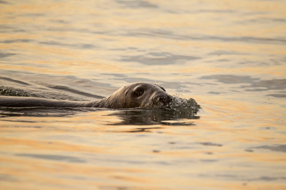 grey seal