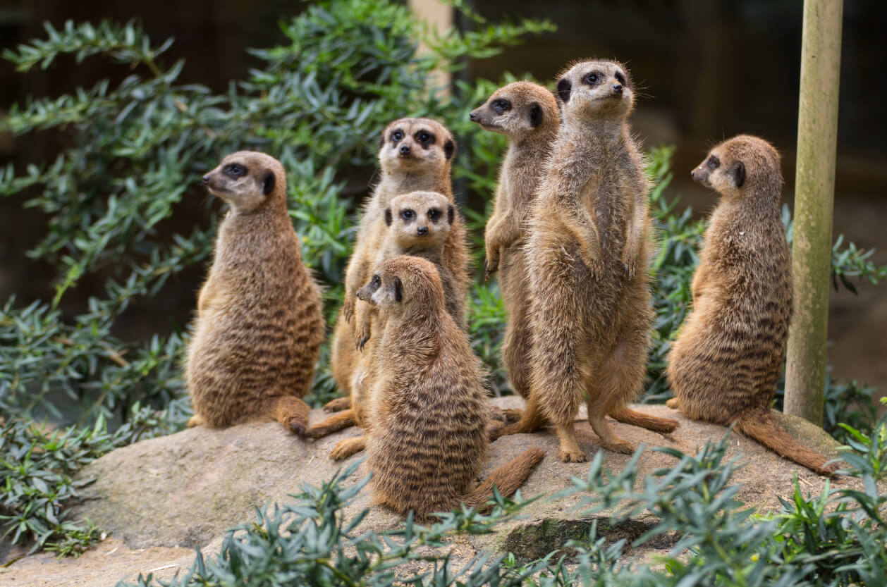 group of meerkats