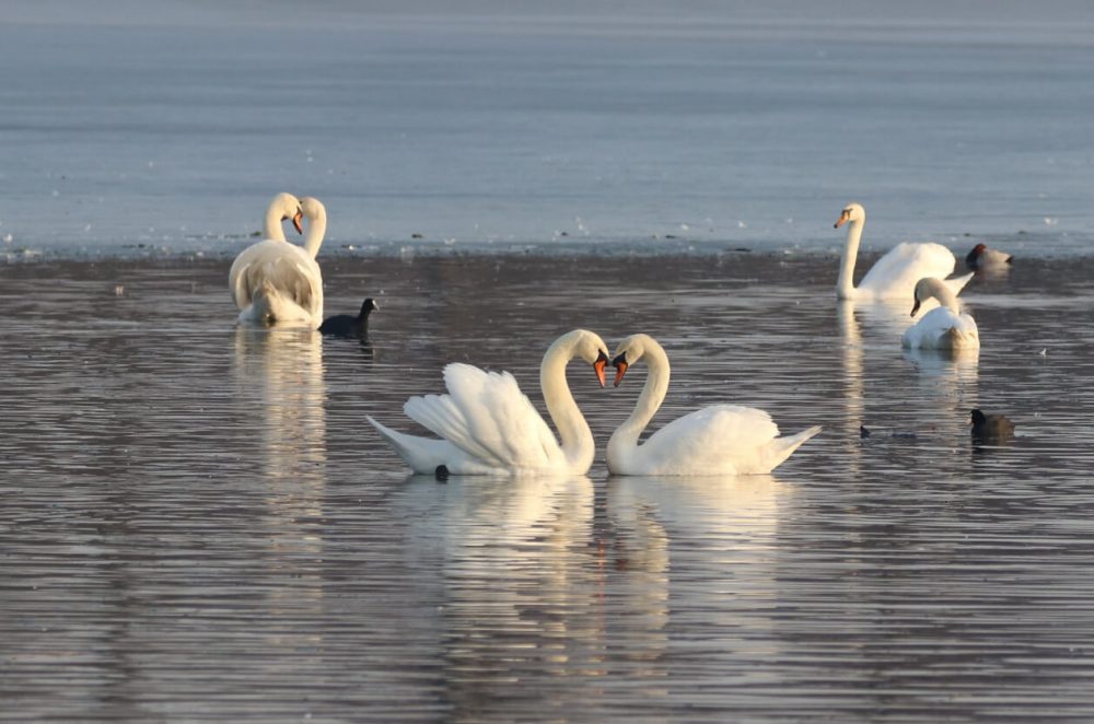 group of swans swimming