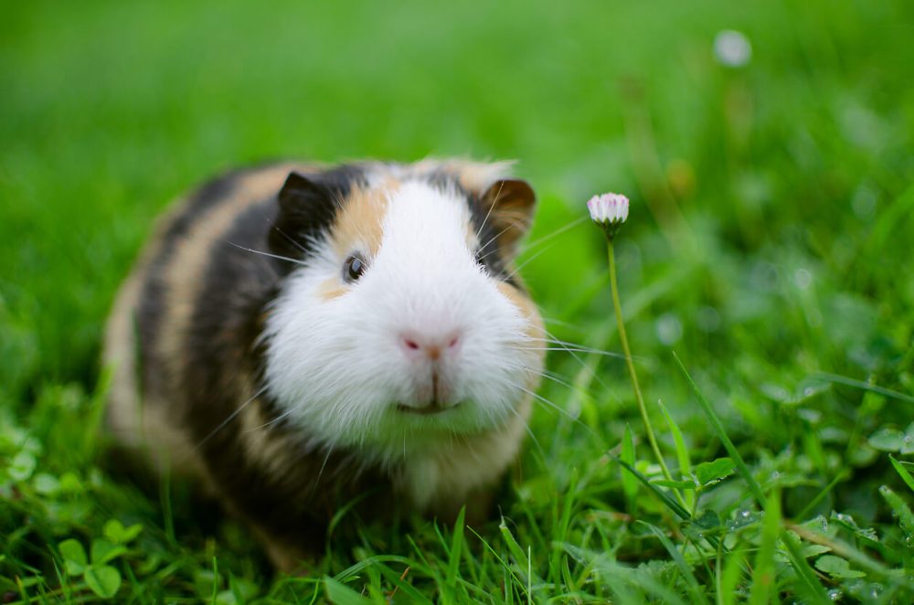 guinea pigs