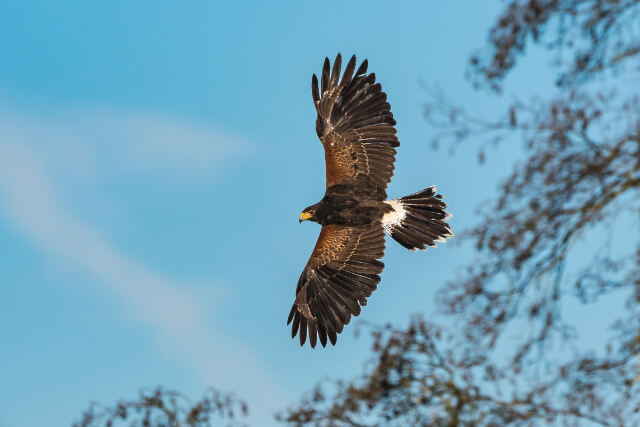 hawks of england flying