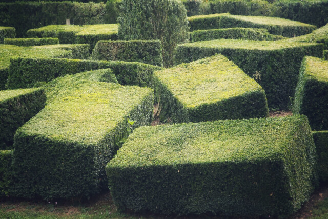 hedge maze