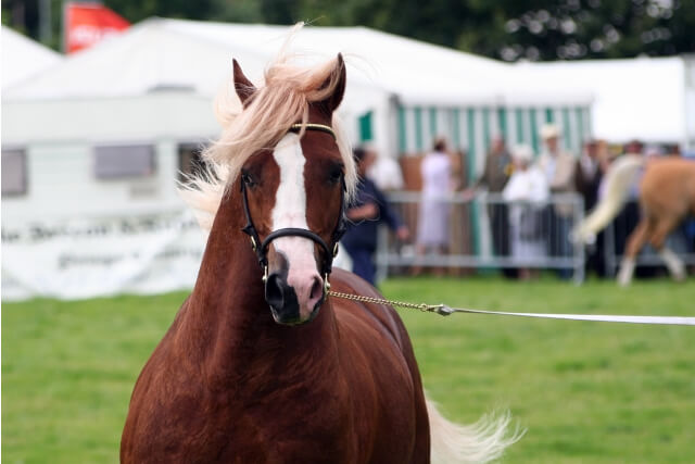 horse at a country show