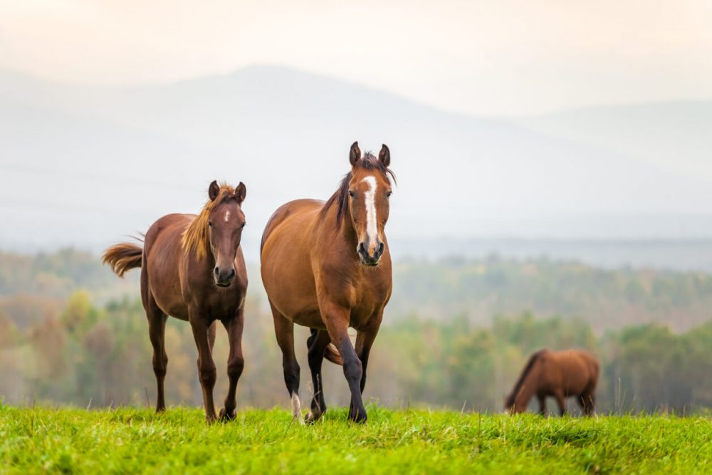 horse riding