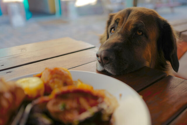 Dog looking at plate of pub food