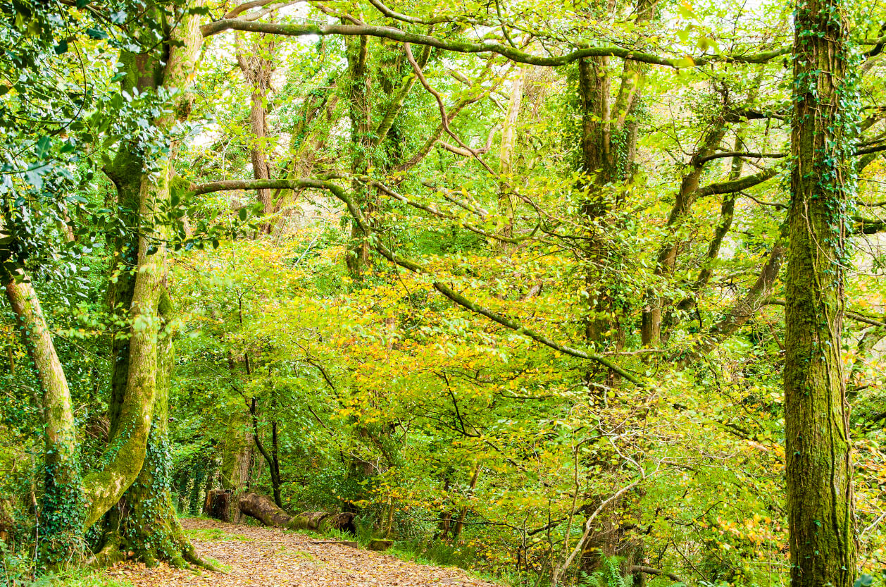 luxulyan valley woodland