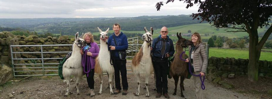 nidderdale lamas