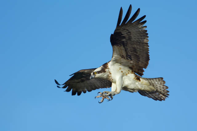 osprey flying amidst a blue sky