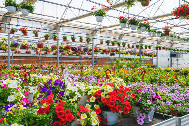 plant nursery