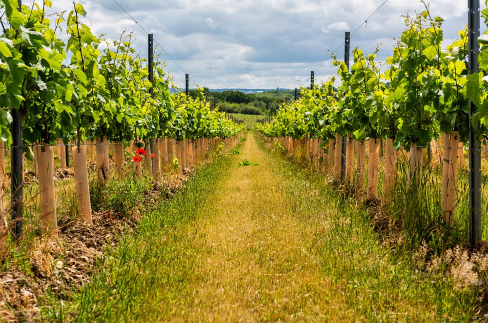 polgoon vineyard feature image