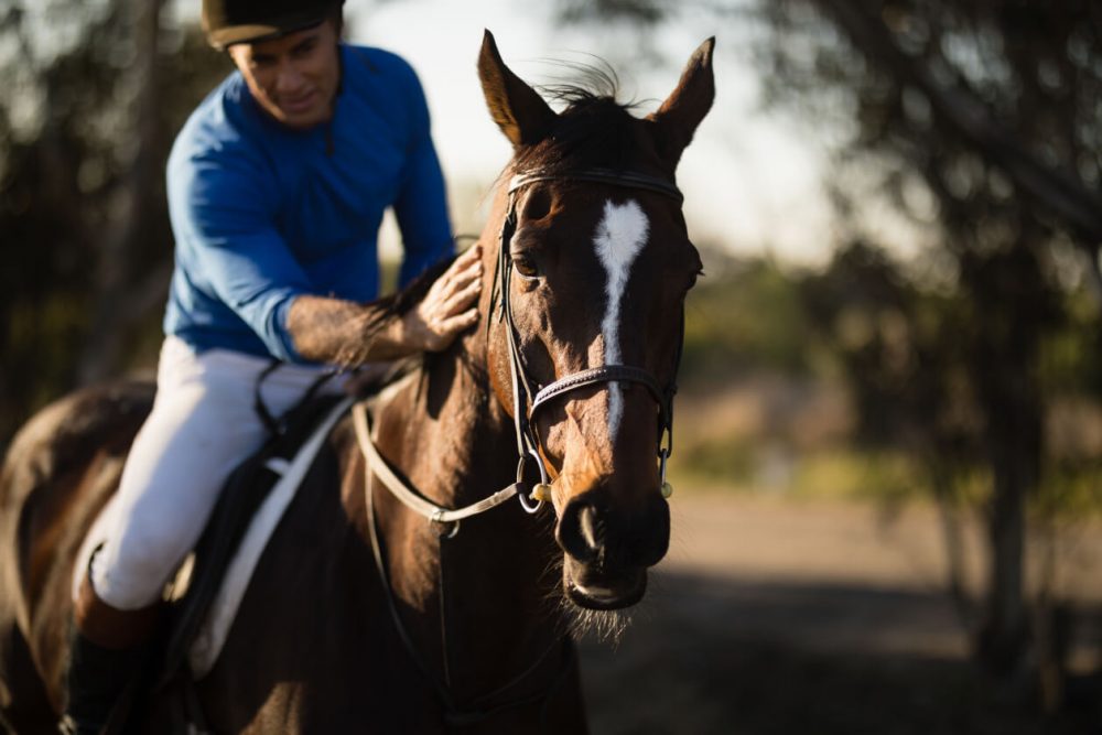 riding horse