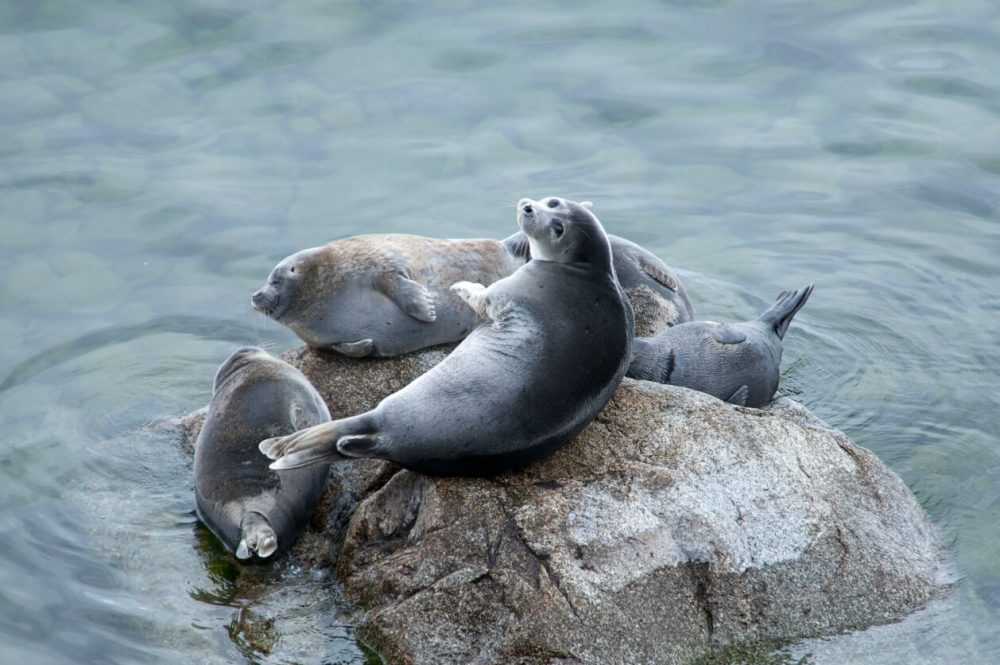 seals