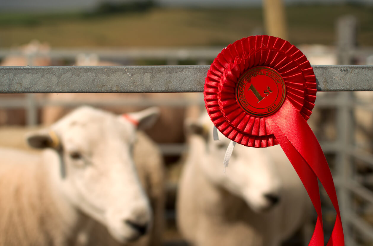 sheep at a country show with rosette