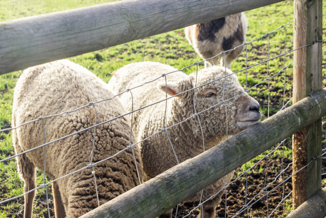 sheep in enclosure
