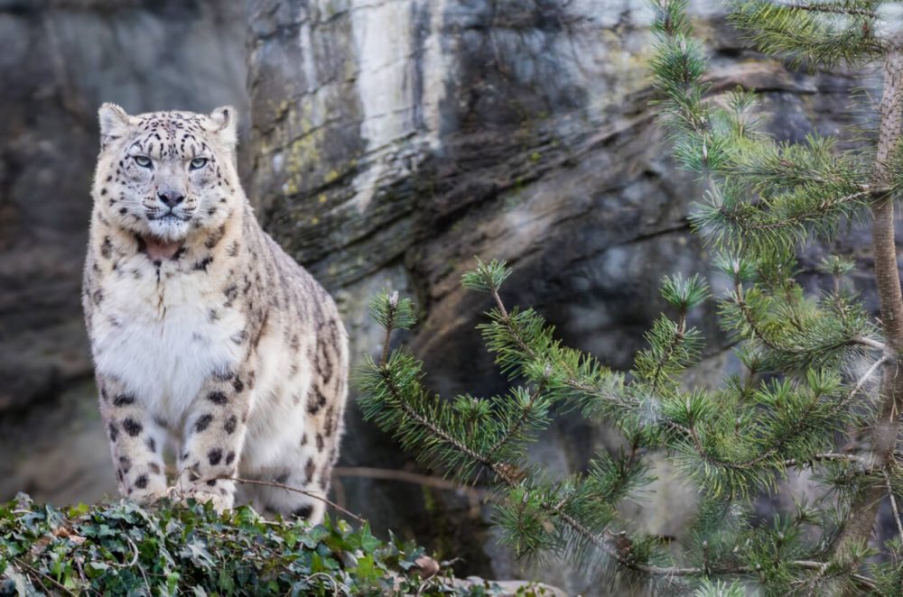 snow leopard, Northumerland Zoo
