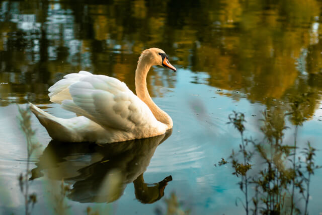 swan swimming