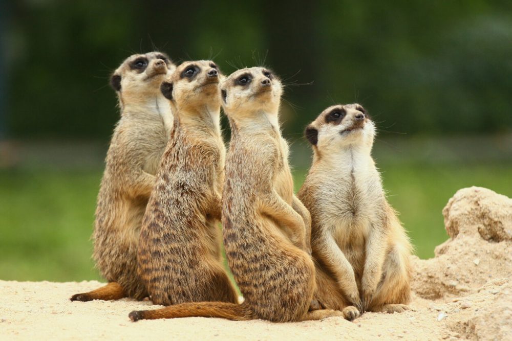 team of meerkats