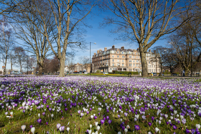 the stray harrogate